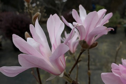 Magnolia loebneri ‘Leonard Messel’