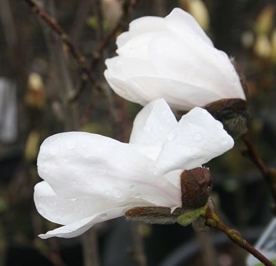 Magnolia loebneri ‘Merrill’