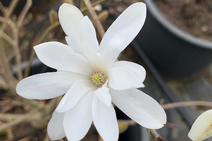Magnolia ‘Royal Star’