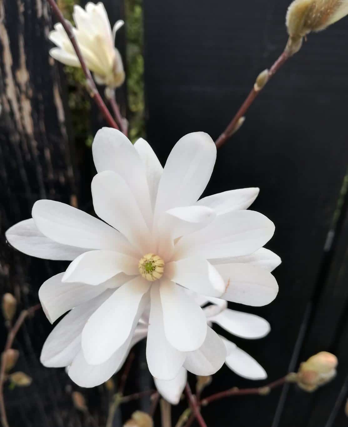 Magnolia stellata