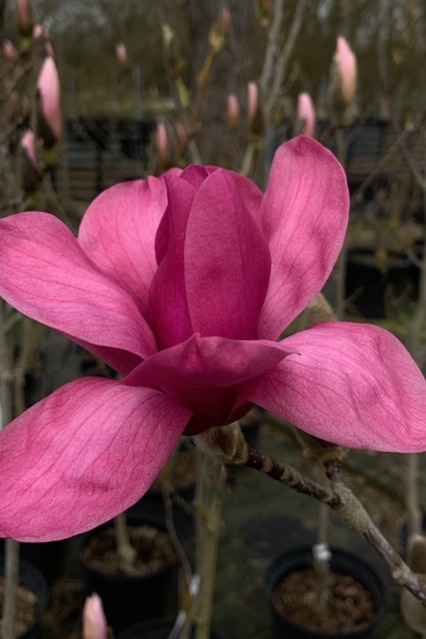 Magnolia ‘Vulcan’