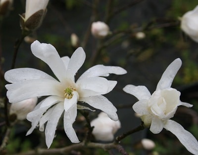 Magnolia stellata ‘Gold Star’