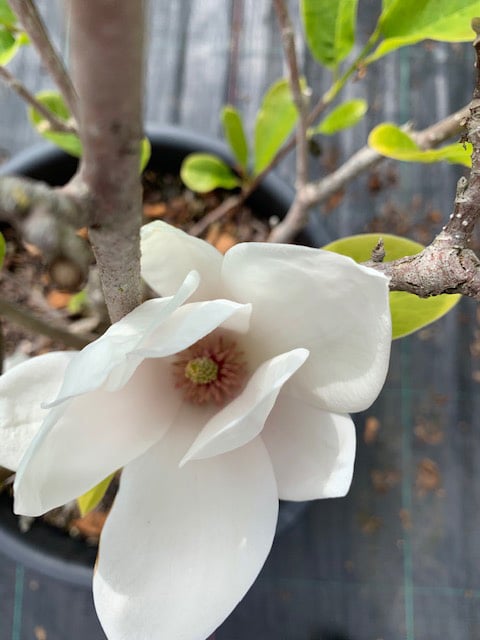 Magnolia x soulangeana ‘Aba Superba’