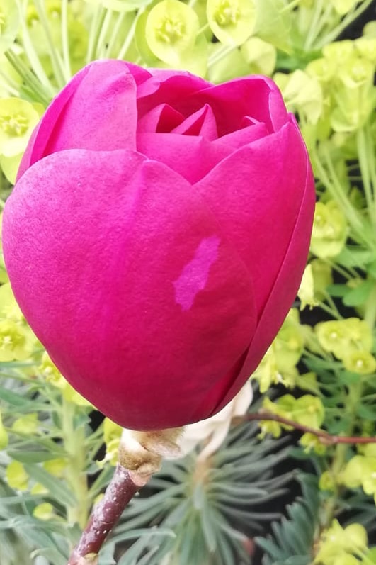 Magnolia ‘Black Tulip’