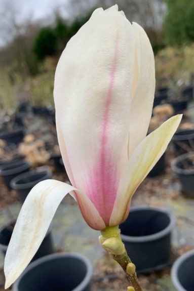 Magnolia x soulangeana