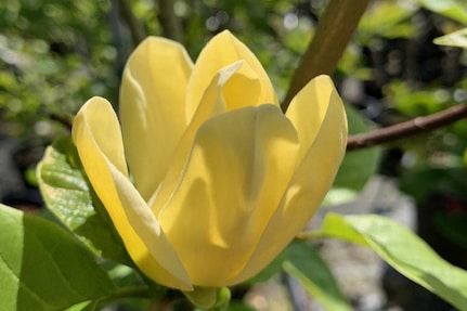 Magnolia ‘Yellow Bird’
