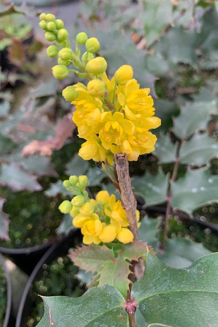 Mahonia x wagneri ‘Fireflame’