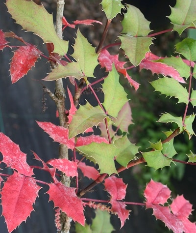 Mahonia x wagneri ‘Pinnacle’