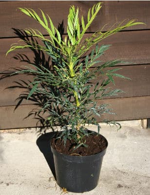 Mahonia eurybracteata ‘Ganpinensis’