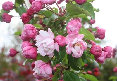 Malus ‘Van Eseltine’