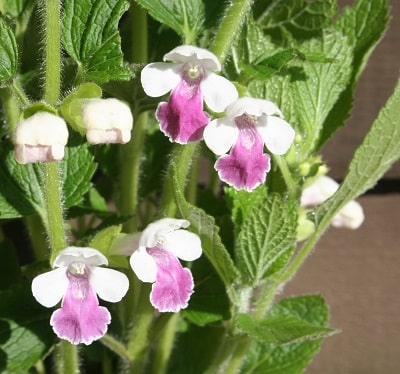 Melittis ‘Royal Velvet Distinction’