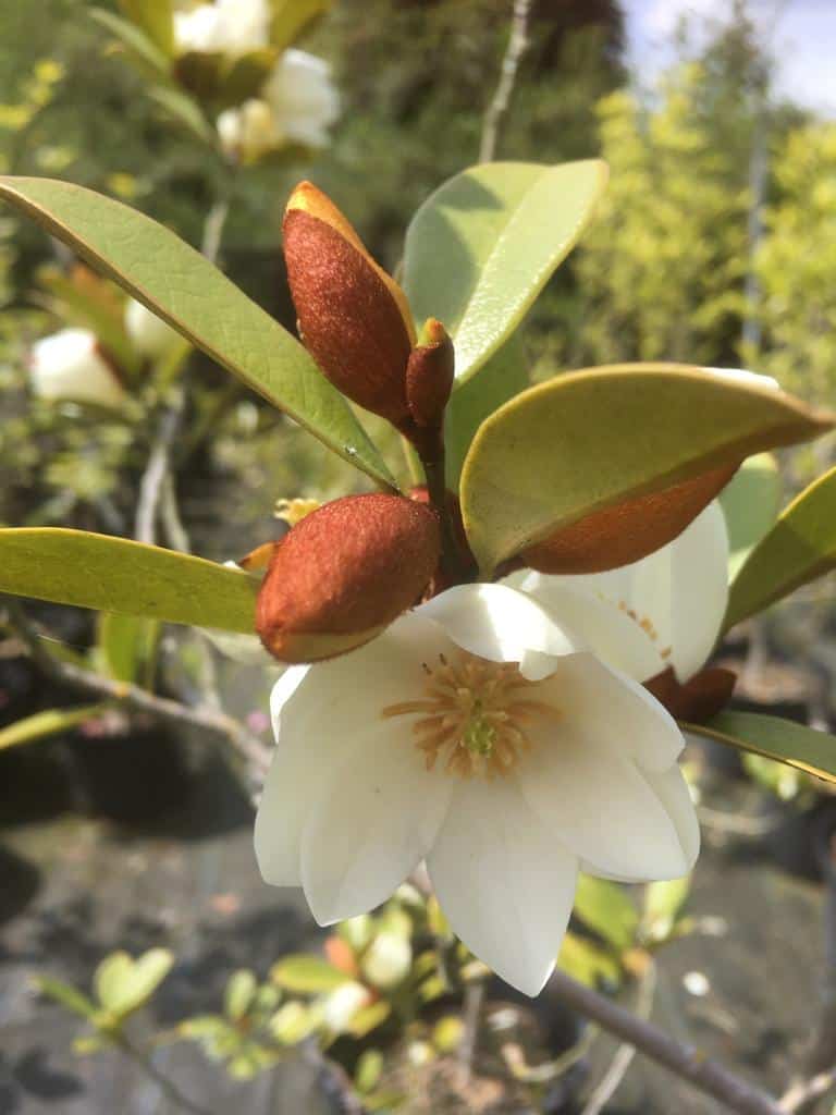Michelia Fairy Magnolia