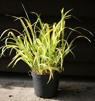 Milium effusum ‘Aureum’