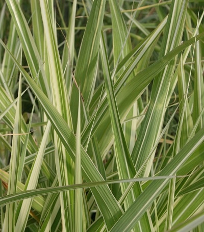 Miscanthus sinensis var. condensatus ‘Cosmopolitan’