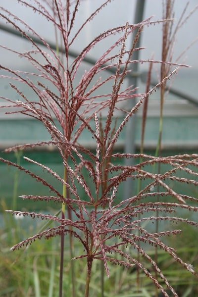 Miscanthus sinensis ‘Malepartus’