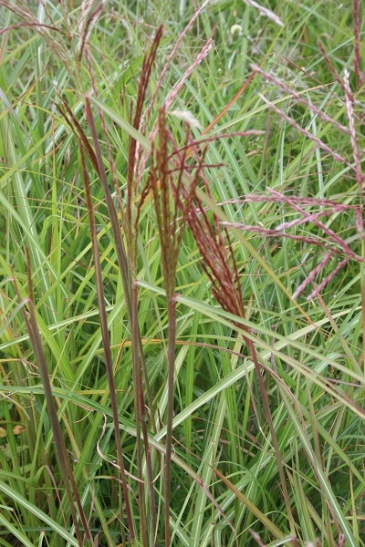 Miscanthus sinensis ‘Ferner Osten’