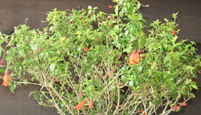 Mitraria coccinea