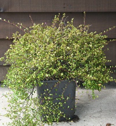 Muehlenbeckia complexa