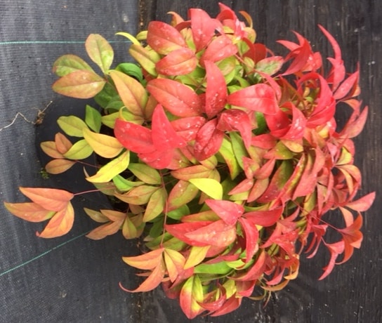 Nandina domestica ‘Fire Power’
