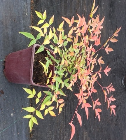 Nandina domestica ‘Flirt’