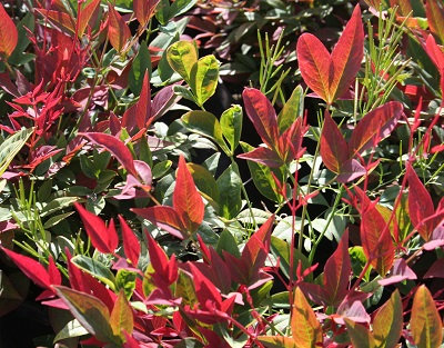 Nandina domestica ‘Obsessed’