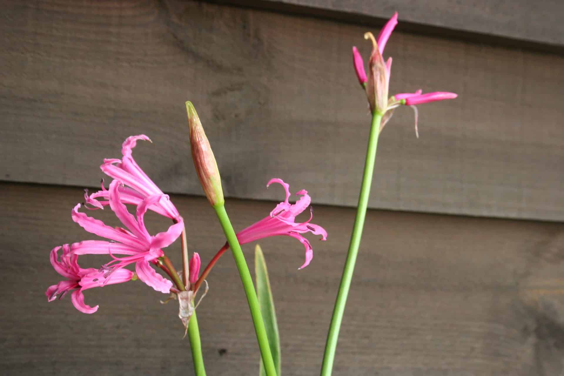 Nerine bowdenii
