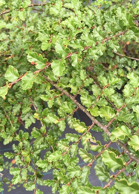 Nothofagus antarctica
