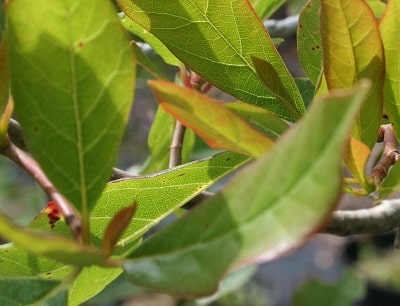 Nyssa sylvatica (multistem and single stem)