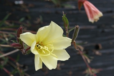 Oenothera stricta ‘Sulphurea’