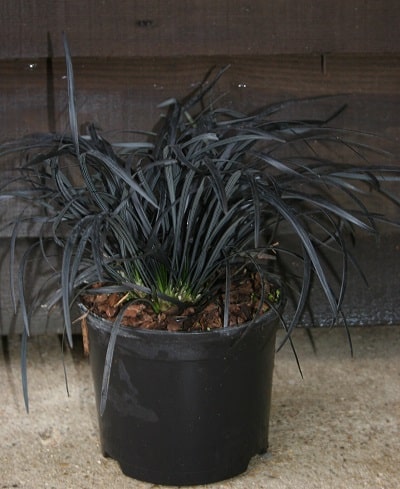 Ophiopogon planiscapus ‘Nigrescens’