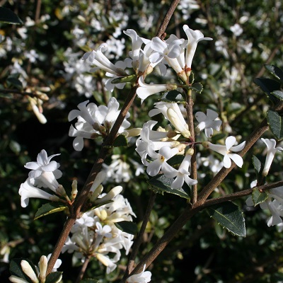 Osmanthus delavayi