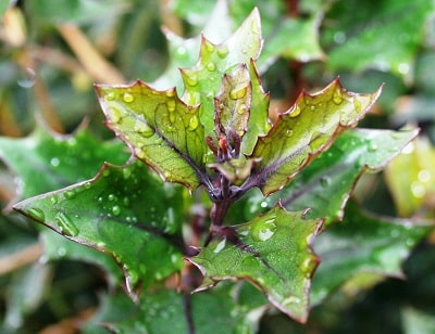 Osmanthus heterophyllus ‘Purpureus’