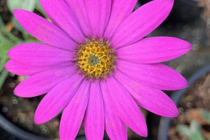 Osteospermum ‘In The Pink’