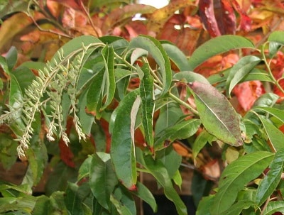 Oxydendron arboreum
