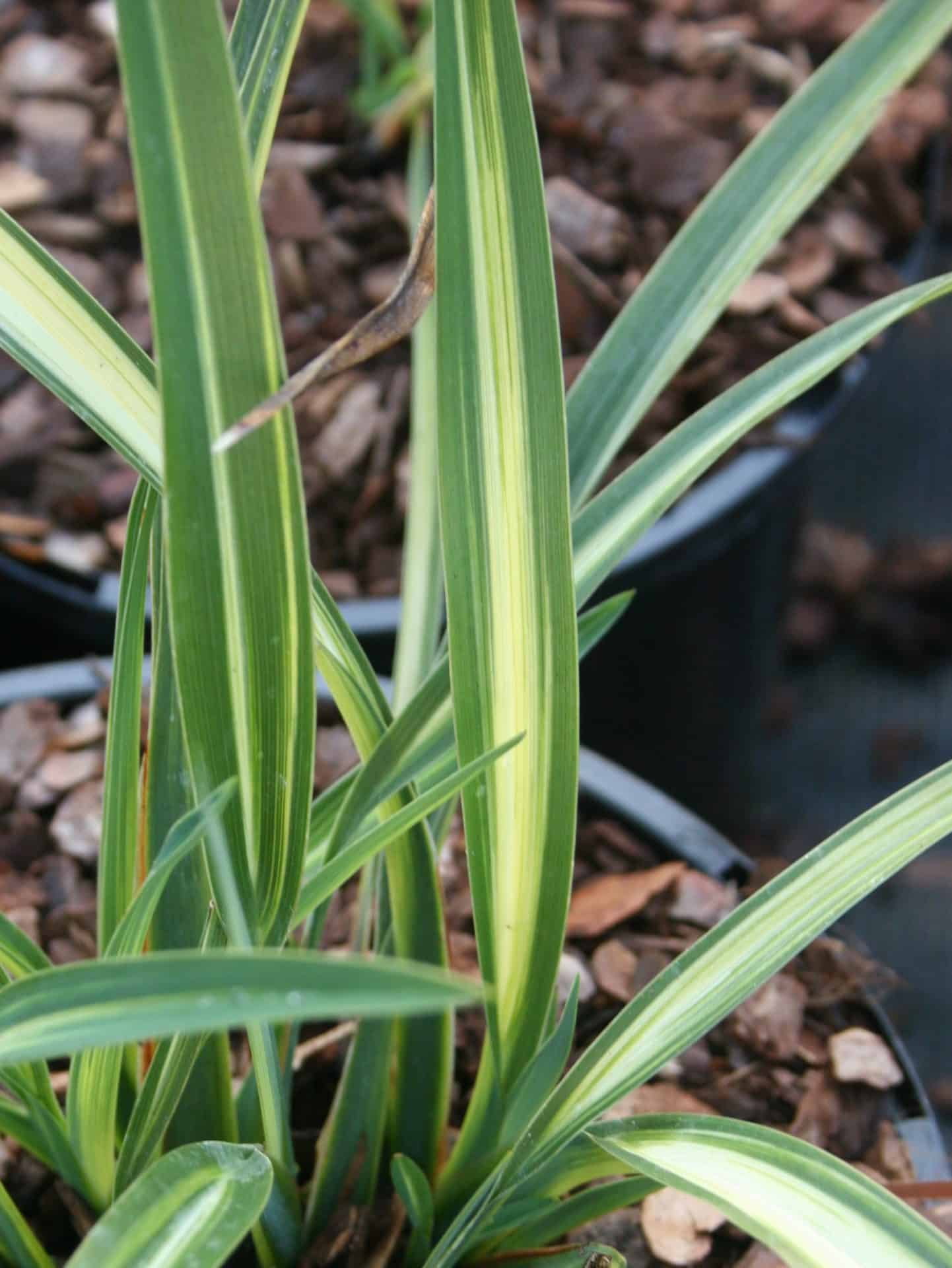 Phormium ‘Moonraker’