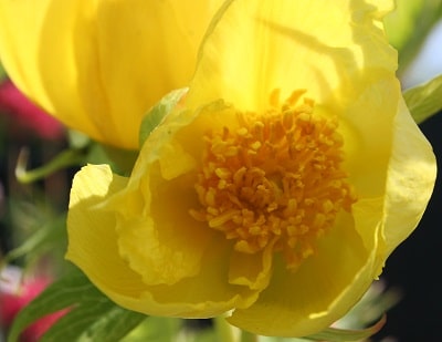Paeonia delavayi var.  lutea