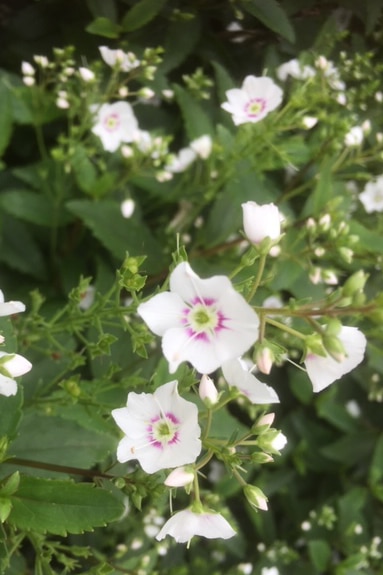 Parahebe catarractae ‘Avalanche’