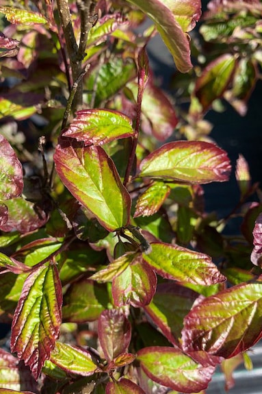 Parrotia persica ‘Persian Spire’