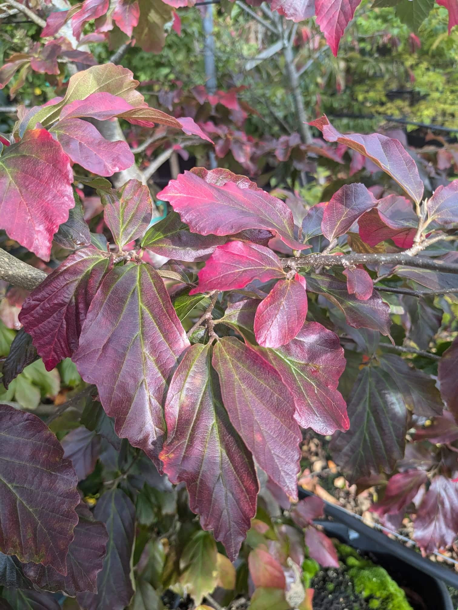 Parrotia persica