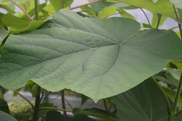 Paulownia fortunei ‘Fast Blue’
