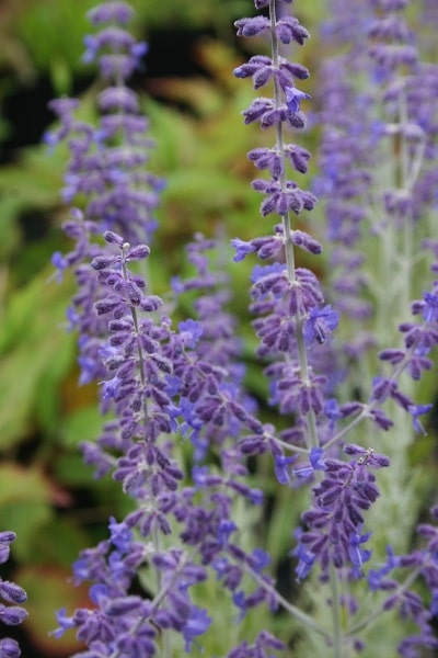 Perovskia atriplicifolia ‘Little Spire’