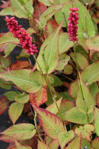 Persicaria amplexicaulis ‘JS Caliente’