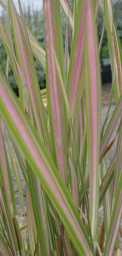 Phalaris arundinacea ‘Feesey’s Form’