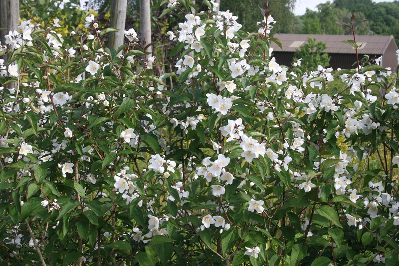 Philadelphus ‘Starbright’
