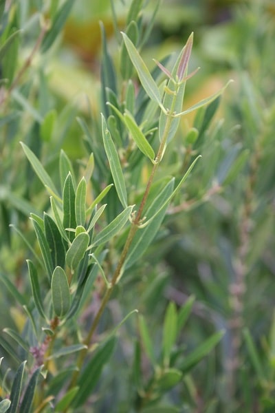 Phillyrea angustifolia