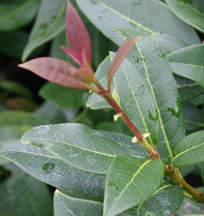 Osmanthus decorus