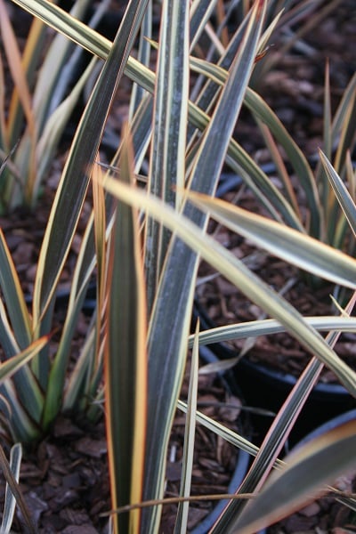 Phormium ‘Alison Blackman’