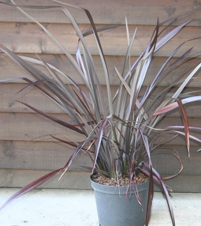 Phormium cookianum ‘Black Adder’