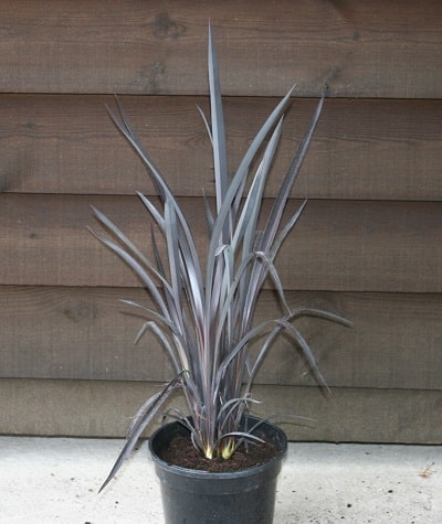 Phormium ‘Black Velvet’