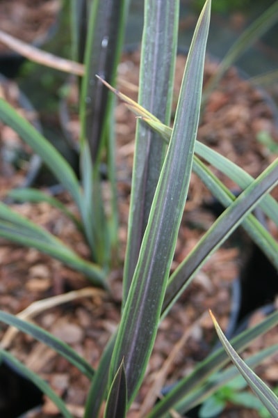 Phormium ‘Chocomint’